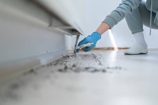 Flea Control Services in Green Island, NY